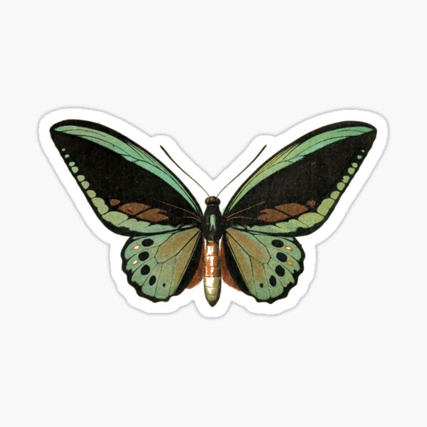 priam (priam's birdwing) Sticker