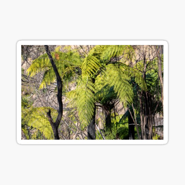 Item preview, Tree Ferns regrow after bush fires designed and sold by Martin Berry Photography.