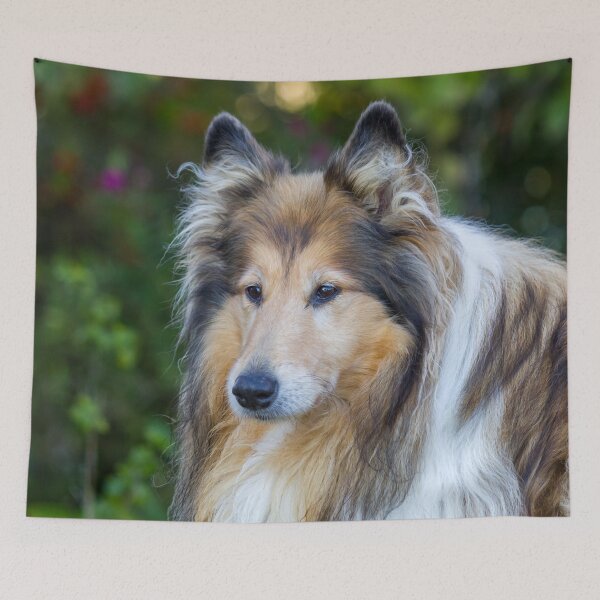 Item preview, Beautiful Collie designed and sold by KarenWoodArt.