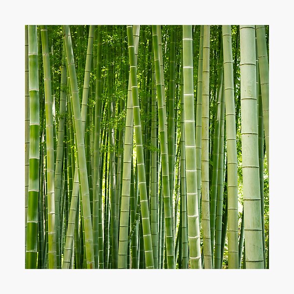 Bamboo Everywhere Photographic Print