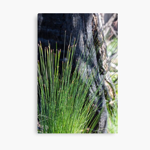 Item preview, Plant growth bush fire zone designed and sold by Martin Berry Photography.