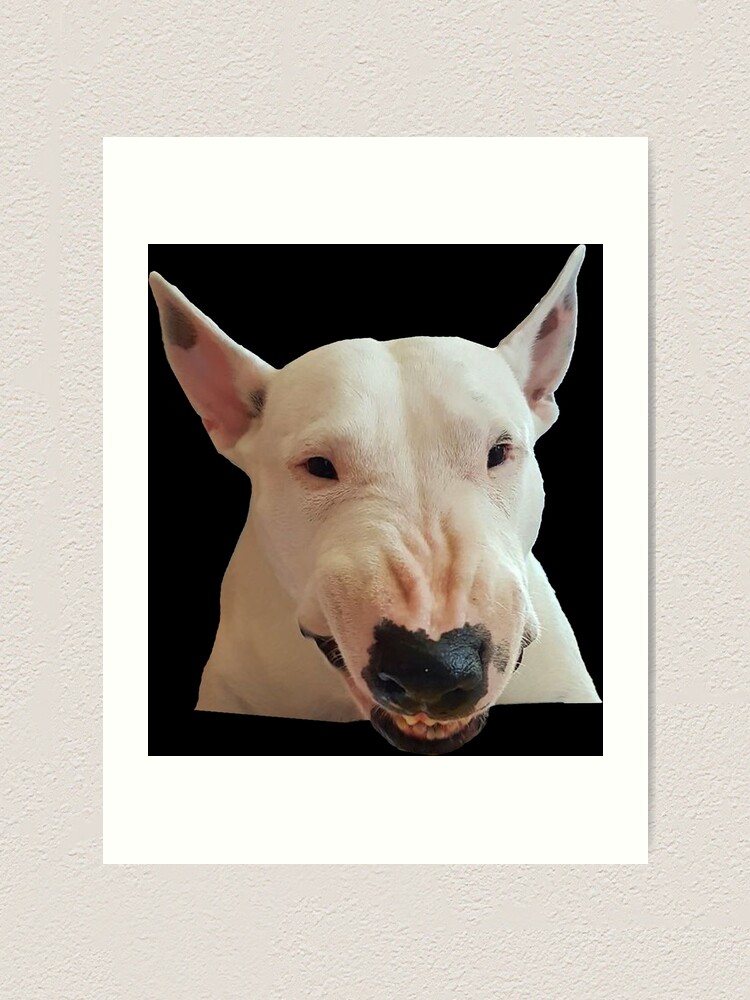 angry bull terrier