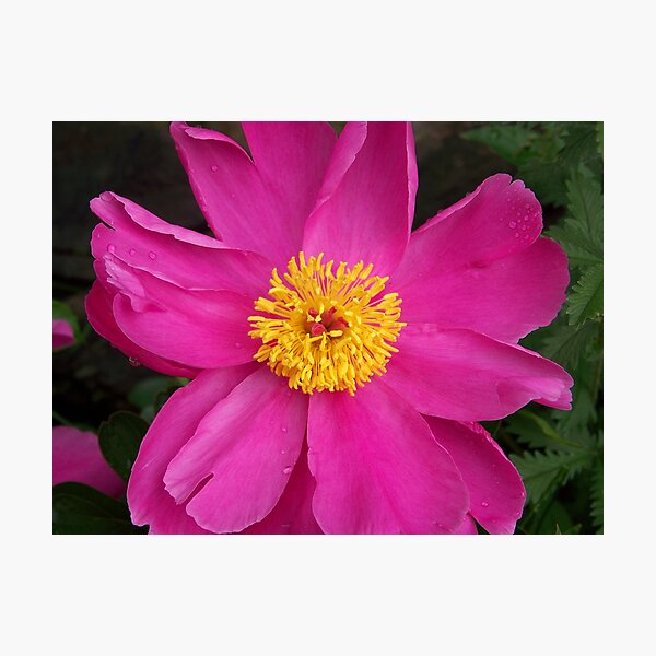 ROMANCE BLOOMS Photographic Print