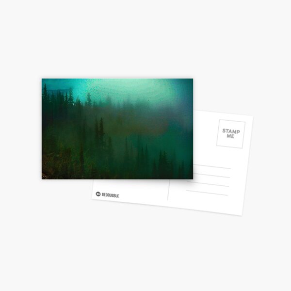deep fog woods Postcard