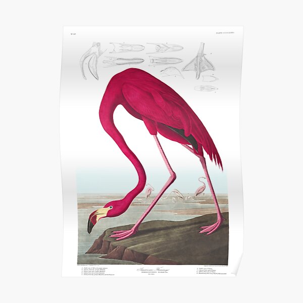American Flamingo - John James Audubon Poster
