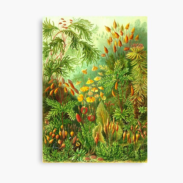 Item preview, Moss - Ernst Haeckel  designed and sold by billythekidtees.