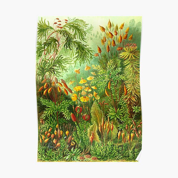 Moss - Ernst Haeckel Poster