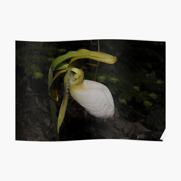 Lady's-slipper Poster