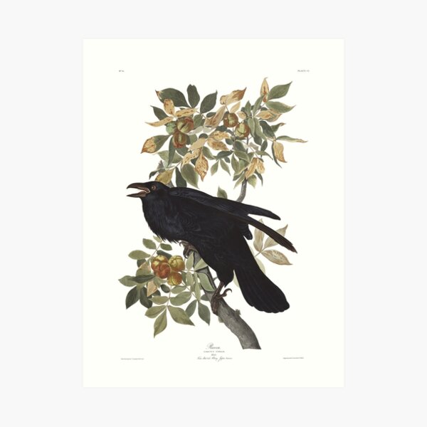 Raven - John James Audubon Art Print