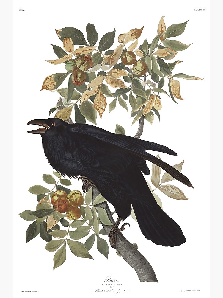 "Raven John James Audubon" Poster for Sale by billythekidtees Redbubble