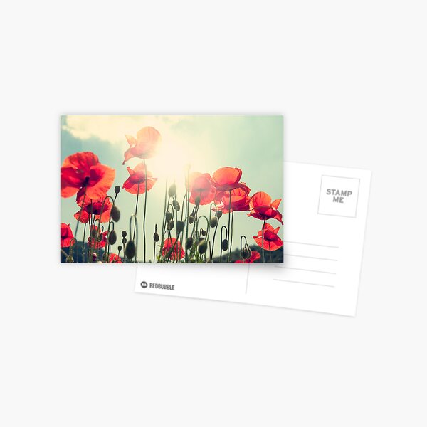 Poppies Postcard