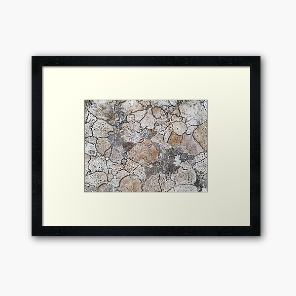 lichen patchwork Framed Art Print