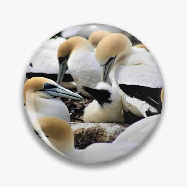 Item preview, A colony of Gannets  designed and sold by Andyt.
