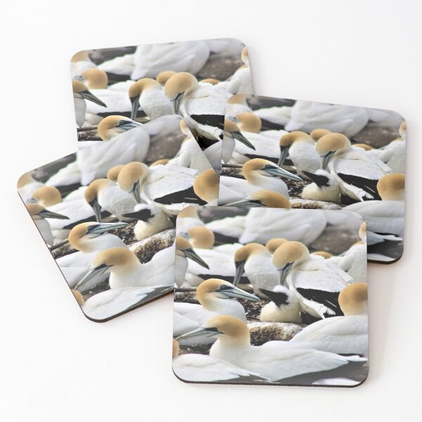 Item preview, A colony of Gannets  designed and sold by Andyt.