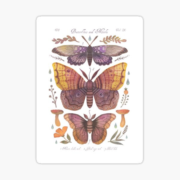 Item preview, Butterflies and Moths Tab.IX designed and sold by Cabinet Of Curiosities by Vlad.