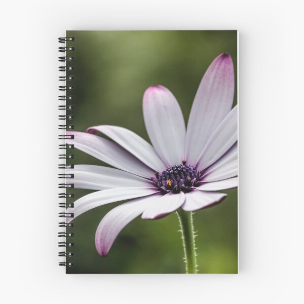 Item preview, Osteospermum. designed and sold by John Ray.