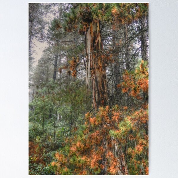 Item preview, Misty Trail  - Laurel Hill NSW Australia - The HDR Experience designed and sold by Salieri1627.