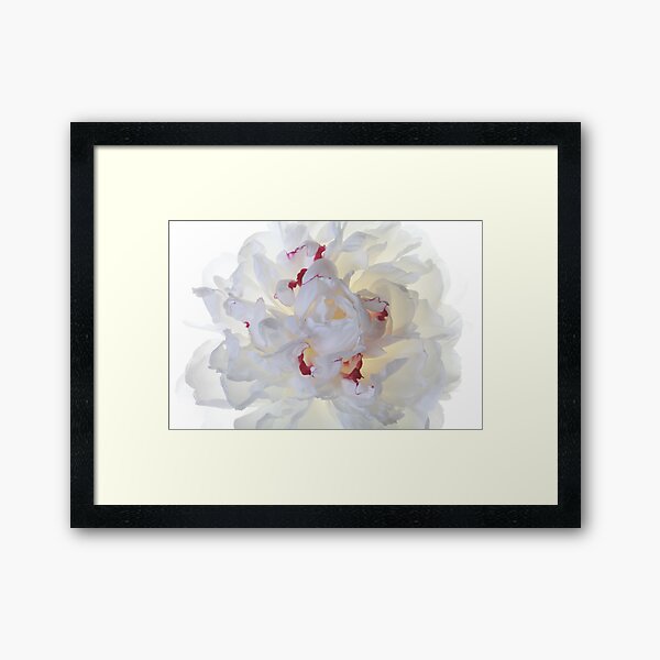 Peony Framed Art Print