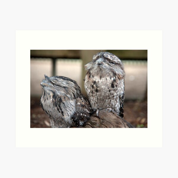 Item preview, Tawny Frogmouth designed and sold by phil decocco.
