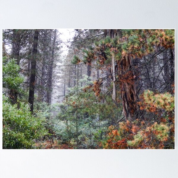 Item preview, Misty Trail  #2- Laurel Hill NSW Australia - The HDR Experience designed and sold by Salieri1627.
