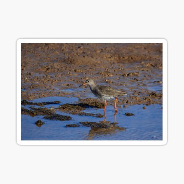 Redshank Sticker
