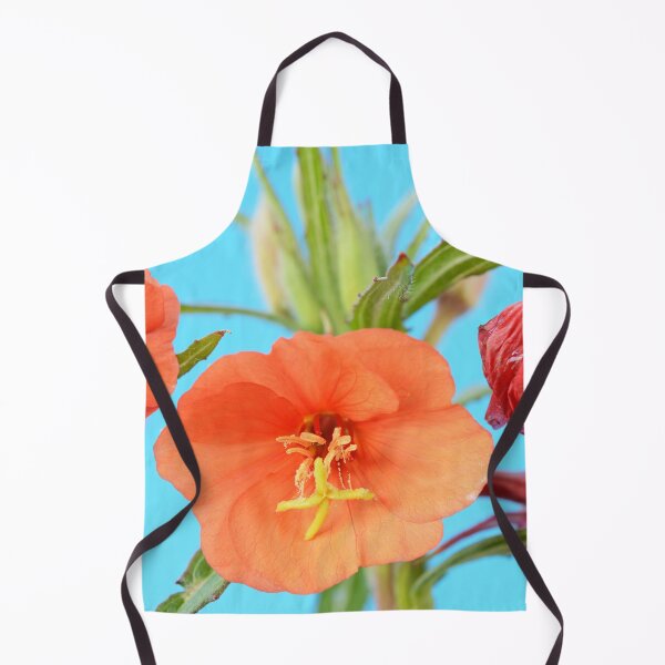 Item preview, Oenothera versicolor  'Sunset Boulevard'  Evening primrose designed and sold by Chris Burrows.