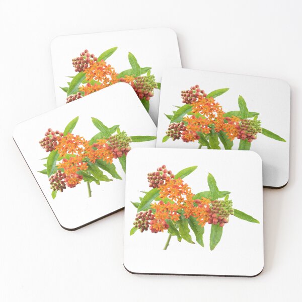 Item preview, Asclepias tuberosa  Butterfly flower  designed and sold by Chris Burrows.