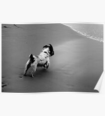 Dog On The Beach Poster
