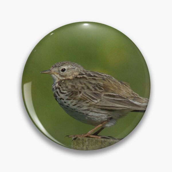 Item preview, Meadow Pipit designed and sold by DawnsArt92.