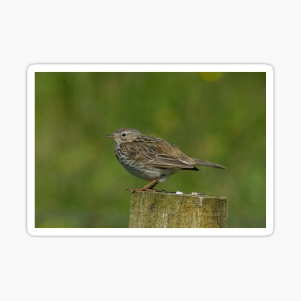 Meadow Pipit Sticker