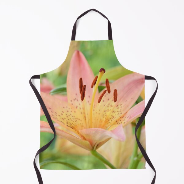Item preview, Lilium  'Pink Pixie'  Dwarf Asiatic lily   designed and sold by Chris Burrows.
