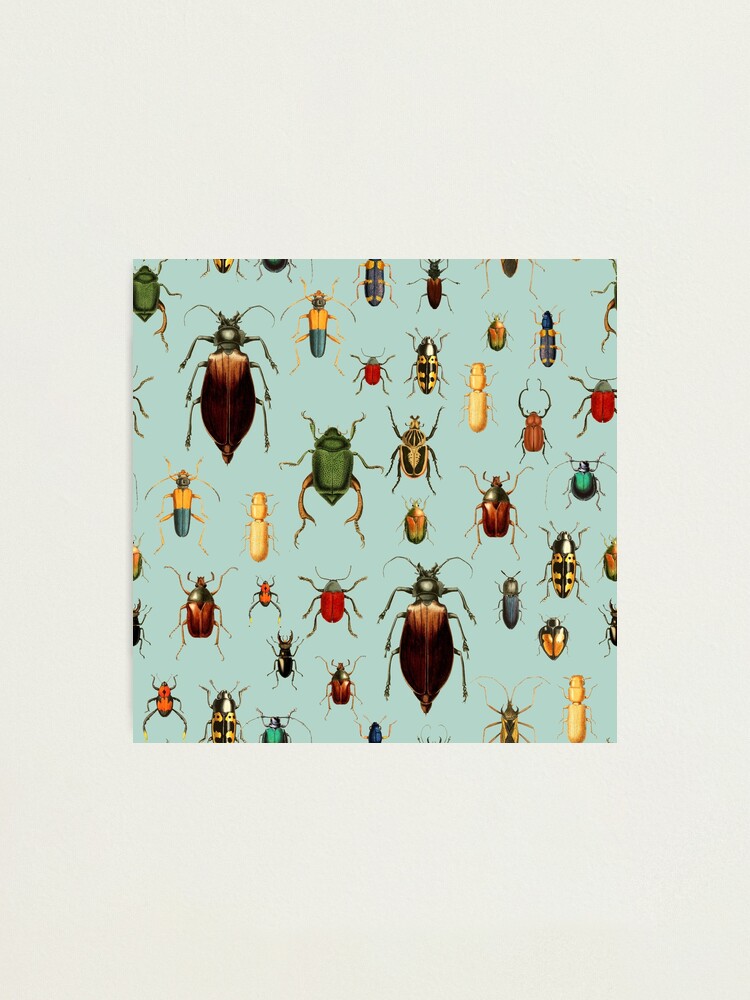 Offers Beetles, set of 10 prints: 10x different beetle prints on original French vintage paper from around 1900