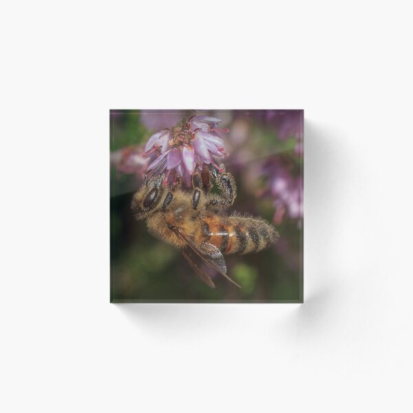 Honey Bee on Heather Acrylic Block