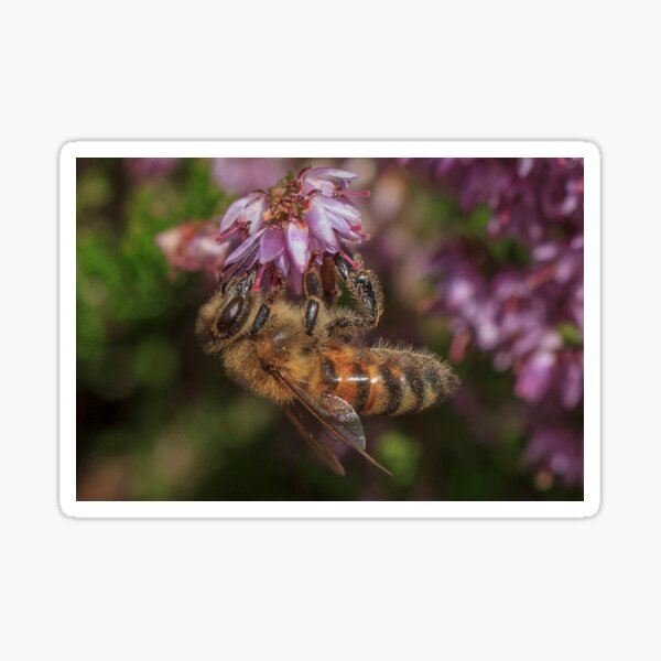 Honey Bee on Heather Sticker
