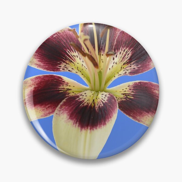 Item preview, Lilium  'Patricia's Pride'  Asiatic lily  designed and sold by Chris Burrows.