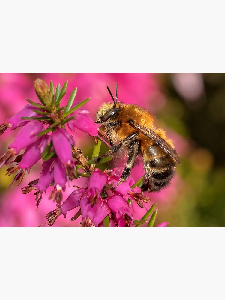 Bee on Heather by DawnsArt92