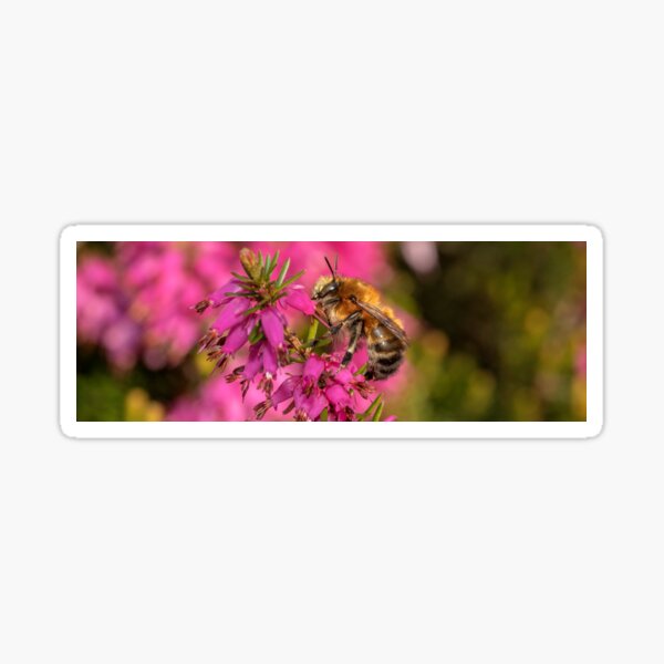Bee on Heather Sticker