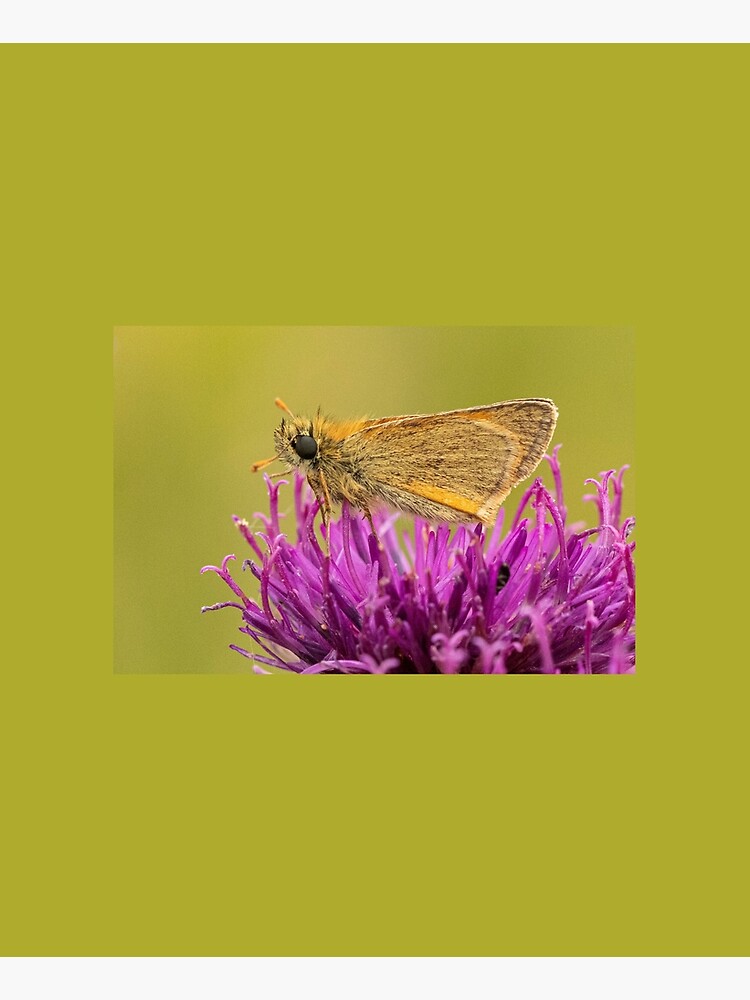 Small Skipper by DawnsArt92