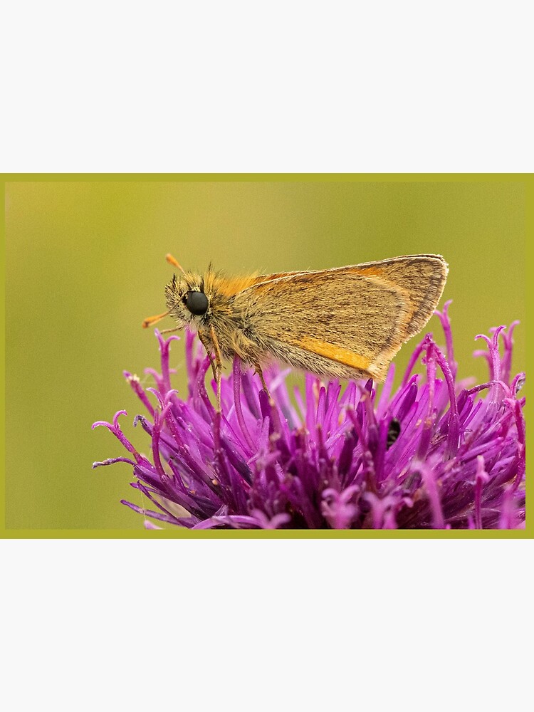 Small Skipper by DawnsArt92