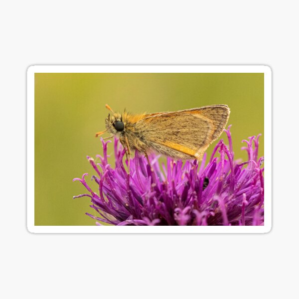 Small Skipper Sticker