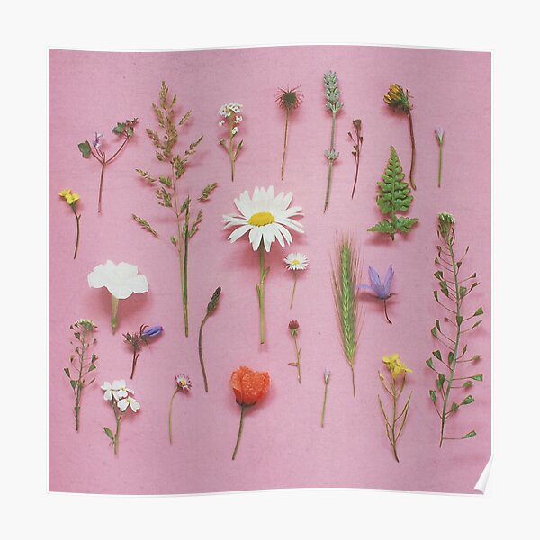 Wild Flowers Poster