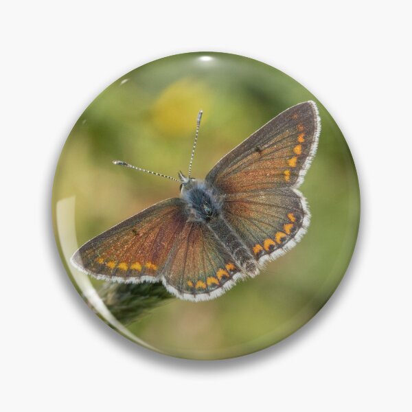 Item preview, Male Brown Argus designed and sold by DawnsArt92.