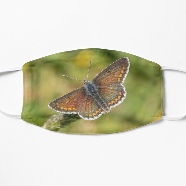 Male Brown Argus Mask