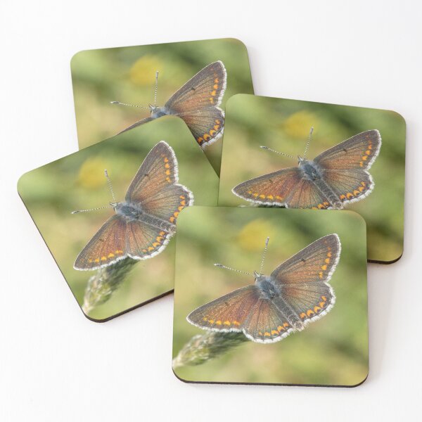 Item preview, Male Brown Argus designed and sold by DawnsArt92.