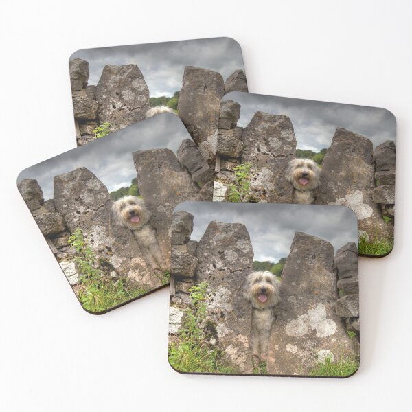 Item preview, Stuck Bearded Collie In Sheep Stile designed and sold by Paul Thompson Photography.