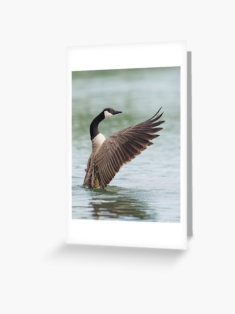 redbubble canada goose
