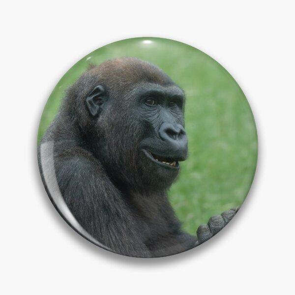 Item preview, Gorilla Lope Sitting In The Green Summer Grass designed and sold by rawshutterbug.