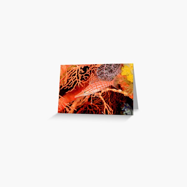 Longnose Hawkfish - Oxycirrhites typus Greeting Card