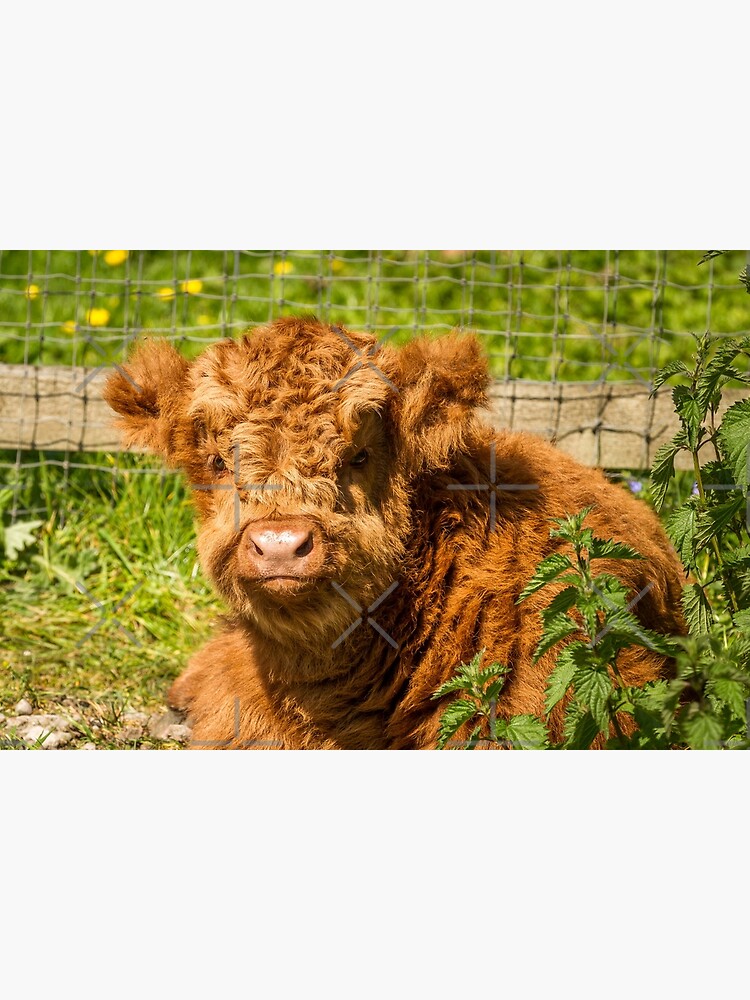Baby Highland Cow Greeting Card By Jstanley19 Redbubble