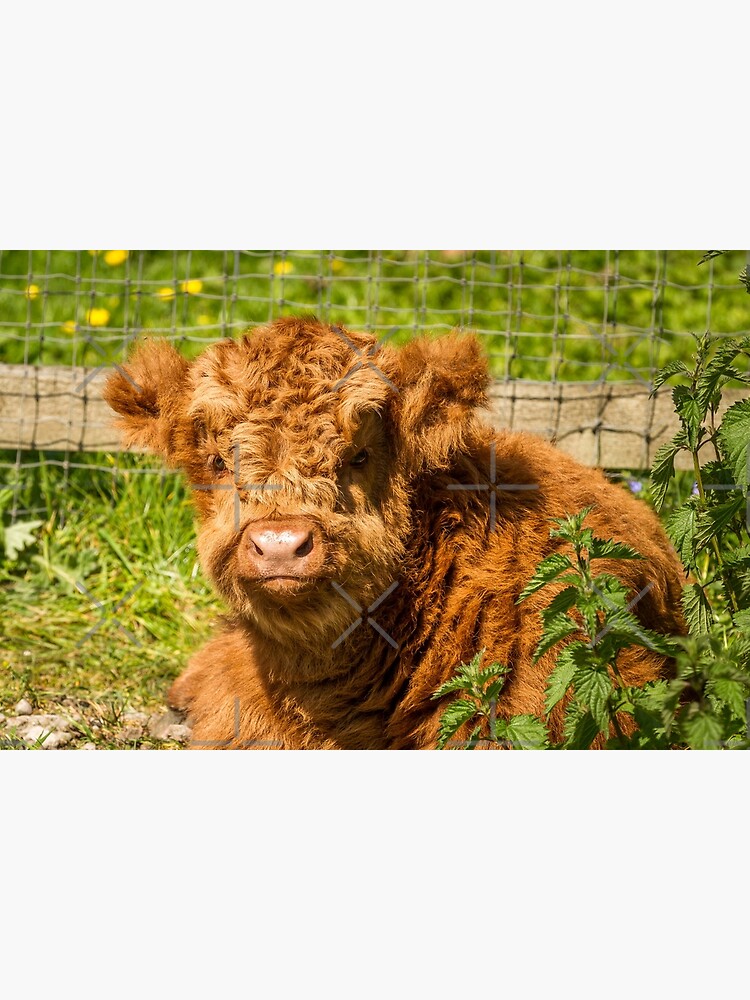 Carte De Vœux Bebe Vache Highland Par Jstanley19 Redbubble